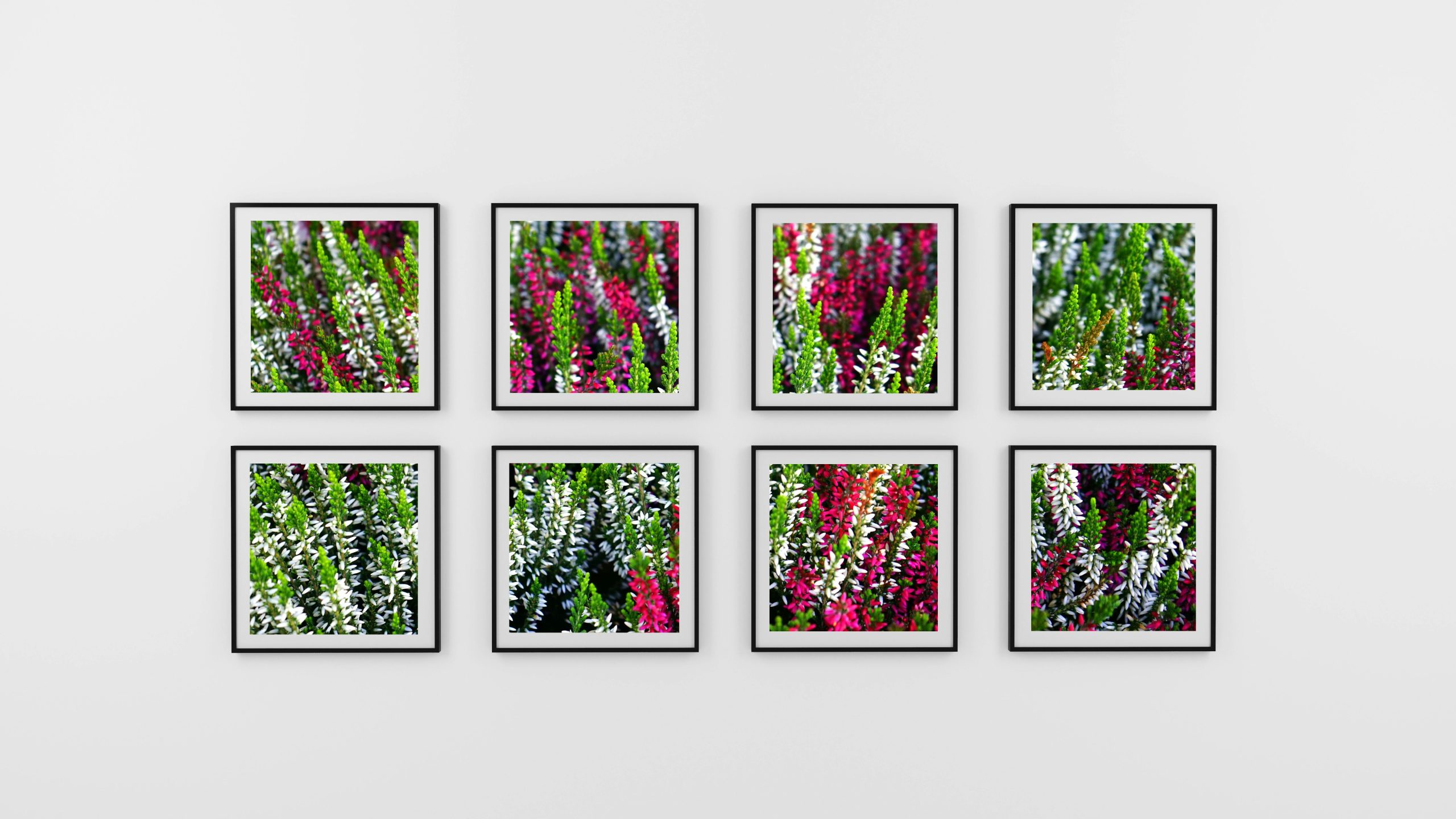 A collection of framed vibrant heather flower photographs displayed on a white gallery wall.